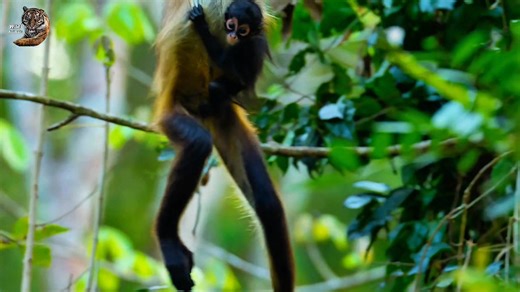8.7M views · 197K reactions | Mexican Spider Monkey, Wild Animal Hindi, #documentary #wildanimals #wildlife #hindi | Wild Animals Hindi | Facebook