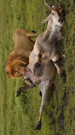 33K views · 6.2K reactions | It’s not about the size of the Eland...