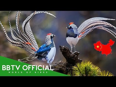 Birds of China | Most Beautiful Birds Found in China You've Never Seen | BBTV Official
