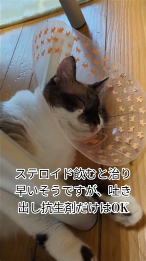 「そらくん」の「エリザベスカラー」動物病院2回目だわ〜 #shortsyoutube #スノーシュー猫