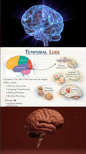 What is the structure and function of the Temporal Lobe?