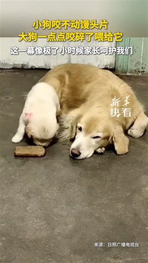 🇨🇳 万物皆有灵：大狗咬碎馒头片喂小狗，像极了父母的呵护 🇬🇧 Nature's Spirit: Big Dog Chews Food for Puppy, Just Like a Parent