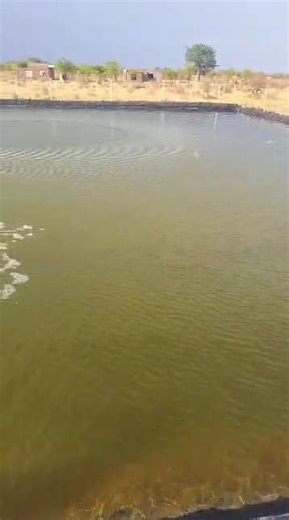 In Support of Sustainable Fish🐟Farming projects and Aquaculture development in Zimbabwe. Aqua Global Fisheries Zimbabwe, continue offering professionalism in! We offer the following services around Zimbabwe‼️ ✅Pond construction any size ✅ Supply Quality 250-1000 microns Damlinners ✅ Damlinners joining ✅ Damlinners Repair ✅Water treatments ✅ Supply Quality fingerlings (fast growing Hybrid Nile tilapia) ✅High quality protein fish feed ✅ Birdnets ✅Pool Conversion ✅Back Yard ponds ✅JCB pond constru