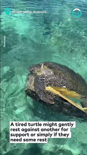 Turtle Supports His Mate with a Hug || ViralHog