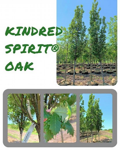 Kindred Spirit® Oak