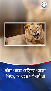 অবশেষে খাঁচায় ফিরলো সিংহটি #lion #nationalzoo #news