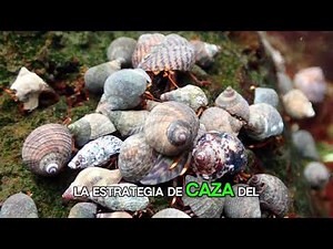 El caracol asesino que mata con un arpón venenoso