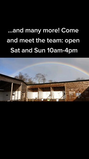 We have 21 species to see and flying displays at 11:30am and 2:30pm every weekend! #fyp #raptor #birdofprey #wales #owl #eagle #falcon #hawk