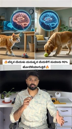 This Is Why Cats Are Smarter Than You Think! 🐱🧠 Amazing Cat #shorts #wildlife #nature