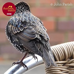 79K views · 5K reactions | Known for their famous murmurations during the autumn and winter months it’s just lovely when we get to see a starling up close like this! You can really see their iridescent plumage shine! 朗✨Just gorgeous!  John Parish #Autumnwatch | BBC Springwatch | Facebook