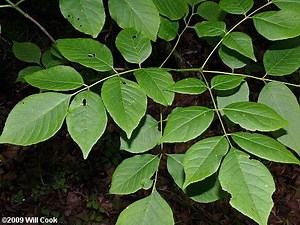 Fraxinus americana - Alchetron, The Free Social Encyclopedia