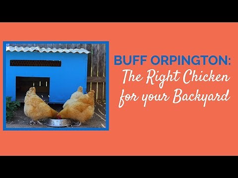 Buff Orpington The Right Chicken for your Backyard