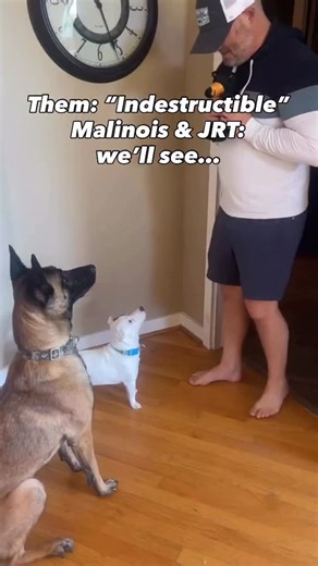 65K views · 6.1K reactions | Malinois & JRT vs Indestructible Toy Who wins?  . #dogtraining #dogtrainingtips #dogtrainingadvice #doglover #dogpsychology #reactivedog #puppytraining #dog #dogbehavior #dogpsychology #dogpack #reactivedog #aggressivedog #viral | Cherry Hoggs | Facebook