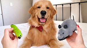 Golden retriever Tucker finds a suspicious toy