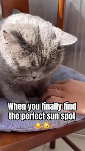 Simba Cat Enjoying Sunbath ☀️ The Most Relaxing Cat Moment Ever 🐱 #shorts