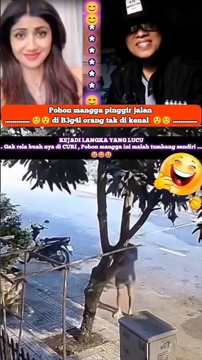 Kocak lucu viral 😆😂 Pohon mangga pinggir jalan tumbang di B3g4l orang