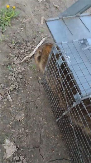 How to Release Racccoons #centralontariocoyotehunters