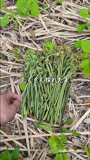 至急ワラビの塩漬けのやり方これで合ってますか?教えてください🙏 #至急 #教えてください #山菜 #ワラビ #塩漬け
