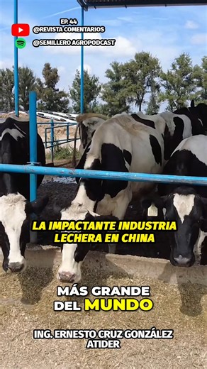 La Impactante Industria de la Lechería en China #clips #Atider | Comentarios MX