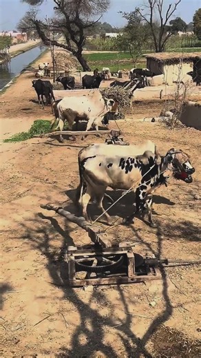 Old Chuff Cutter #shorts #short #shortsfeed #shorfeed #jcb #cowvideos #cr7 #cow #fun