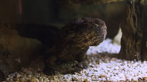 13K views · 196 reactions | In a recently published study, giant...