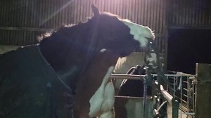 Night time checks on cheeky horses!! Love these two, Sol enticing Dingle to play with him. Why we find headcollars on the floor, in the water, and in the haybox!! Funny boys!!❤️🤣💞 #playtime #playful #shirehorse #ardennes #cumbrianheavyhorses | Cumbrian Heavy Horses
