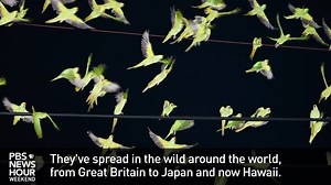 74K views · 480 reactions | On Kauai, Hawaii, parakeets once kept as...