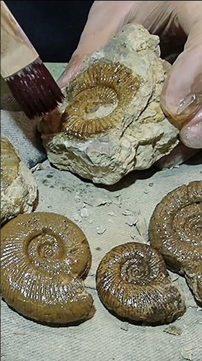 Ammonite finishing