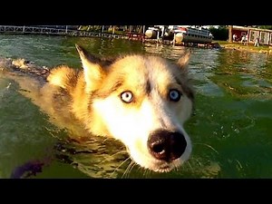 Siberian Husky Dog SWIMS! Shelby LOVES Water! GoPro Hero2 - Slow Motion Dog Shake