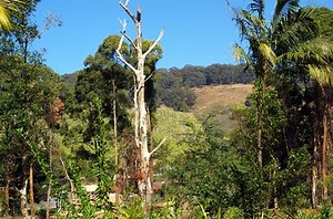How To Get Rid Of Termites In A Tree - Garden Guides