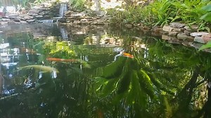 In this Tech Tip we talk about how algae grows in our ponds, and what we can do to help cut off it's growth at the source (hint: aeration is a big help). Give it a watch, and add your questions in the comments. And if you’re ready to decrease algae food source now shop our beneficial bacteria treatments: https://webbsonline.com/Category/Natural-Beneficial-Bacteria-Clean-Clear-Healthy-Water?utm_source=facebook&utm_medium=social&utm_campaign=organics_tech_tip | Webb's Water Gardens