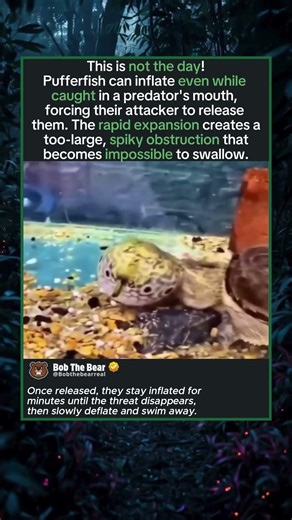 Pufferfish Turn From Snack to Spiky Beach Ball Mid-Bite