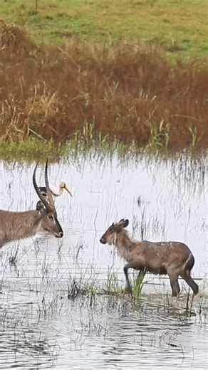Warro safaris on Instagram: "In the wild, survival writes its own story. A weary waterbuck and her calf,In a split second, instinct, strength, and fate collide. Was the calf too weak? Was the mother forced into an impossible choice? In nature, we rarely know the full story. The wild is raw. It is beautiful. It is heartbreaking. And it is real. With Warro Safaris, you don’t just see wildlife; you witness the untold stories of survival. 🌍 #WarroSafaris #AfricanWildlife #CircleOfLife #SafariMoment