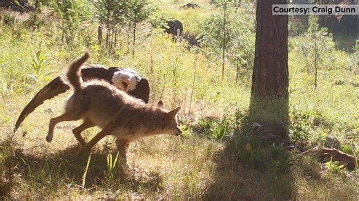 Trail cam catches wild interaction between bald eagle and coyote