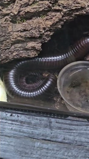 Meet the Giant Millipede – Nature’s Gentle Giant!
