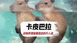 卡皮巴拉：惹到我，你算是踢到棉花了