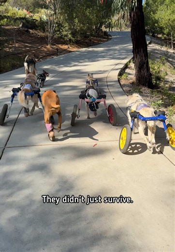 Abandoned Animals Find Love & Healing