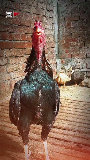 aseel shamoo murga #roosterfarm