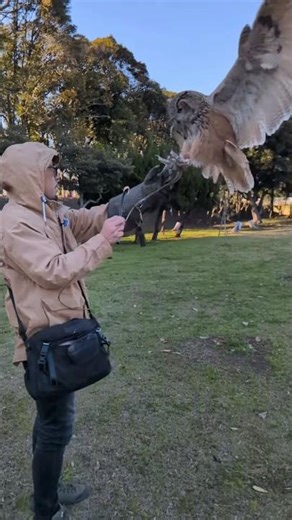 超大型フクロウの餌やり🦉🍖