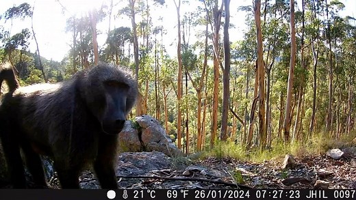 8.9K views | Sunel positioned her camera trap perfectly! Loving the footage of the elusive Suurbrak baboons. Thank you @sunel_v_fitness for sharing your images and videos! | Baboon Matters | Facebook