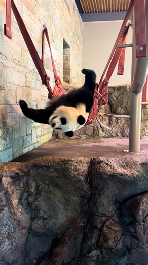 Yi Lan the Giant Panda loves a good nap in her hammock — but this position might not make the top of the comfort charts. Flat on her back, paws in the air, and totally unbothered… classic Yi Lan. 🐼 🎥 Keeper Meg | Adelaide Zoo