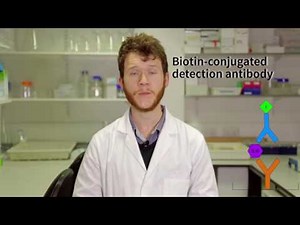 QMUL Science Alive: Sandwich ELISA