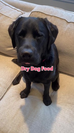 Labrador's Dry Dog Food Woes: A Hilarious Tale of Revenge