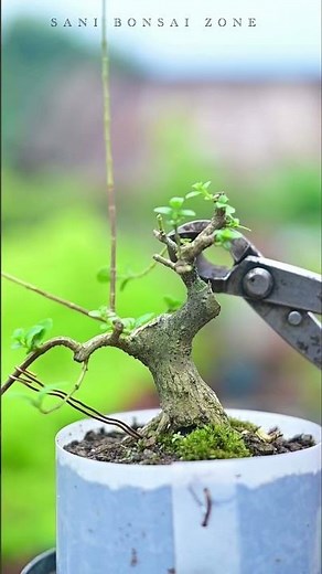 Mame Bonsai Stem Formation Process | Bonsai Making | Sani Bonsai Zone