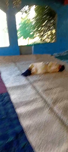 Akool Sharks on Reels