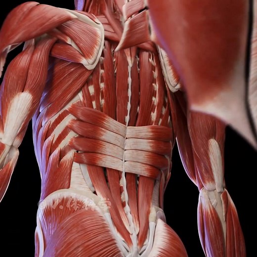 背部肌肉解剖图#运动解剖 #人体解剖学