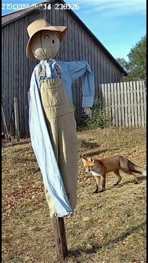 fox Gets Terrified by a Moving Scarecrow – Real CCTV Footage