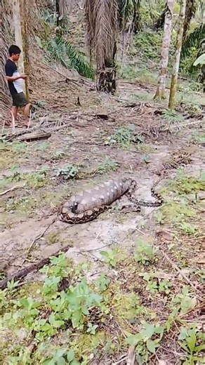 พวกเขาถึงกับโล่งใจ เมื่อรู้ว่าอะไรอยู่ในท้องของมัน #wildlife #ular #snake #buaya #python