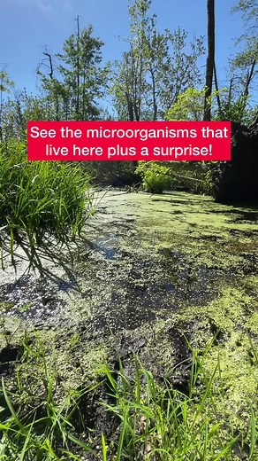 Microscopic creatures and a bear #fyp #biology #biologist #biologia #drbioforever #microscopy #microscopio #microorganisms #microorganismos