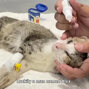 Blind kitten wandering on the street almost died, luckily met a.... | Wow Animals Channel